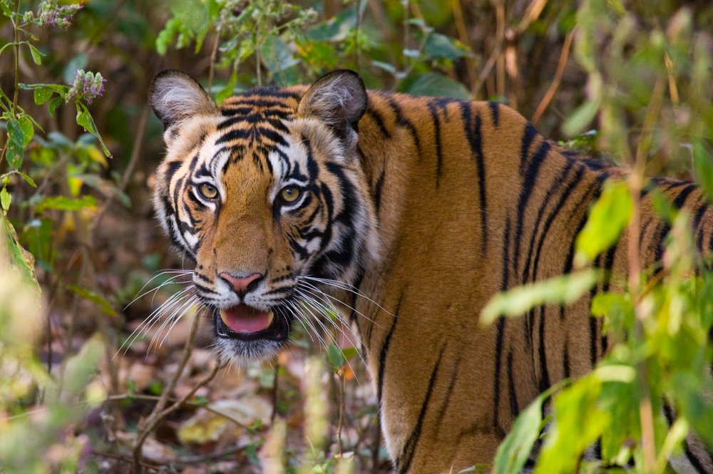 Bengal tiger in Bandhavgarh National Park. Madhya Pradesh