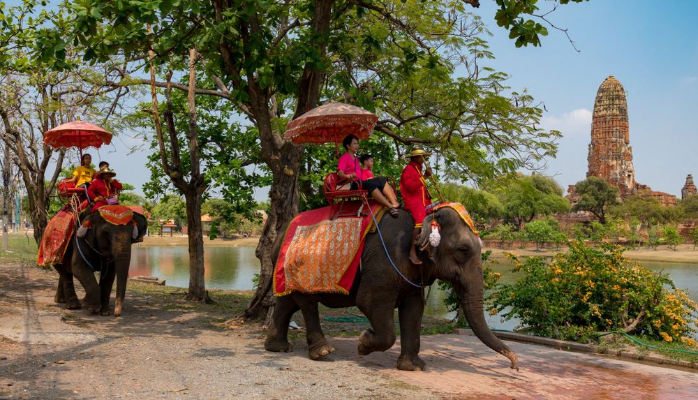 elephant-thailand-wildlife-tourism