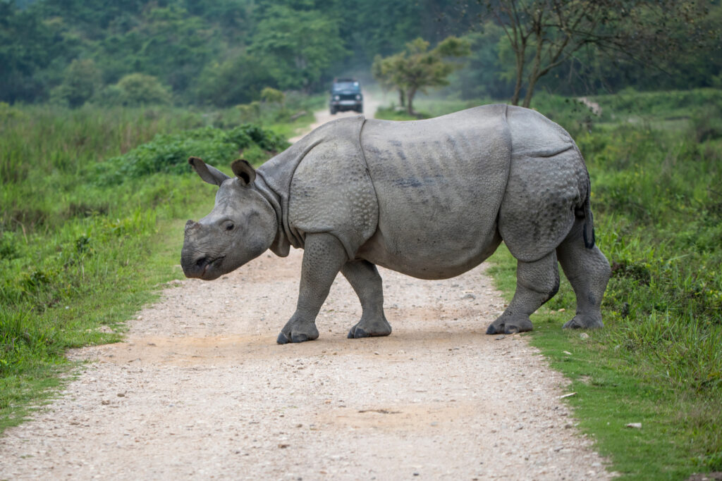 Assam’s iconic Kaziranga National Park has reopened for tourists