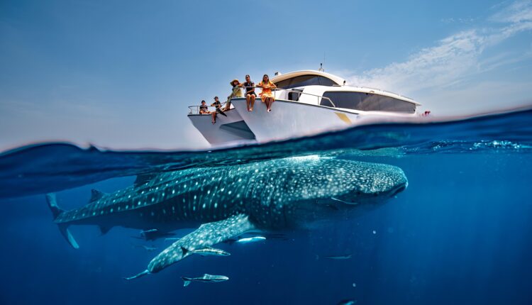 Whale Sharks of Qatar